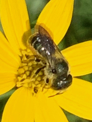 Megachilinae