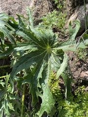 Psacalium peltigerum