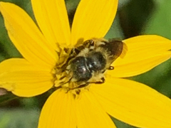 Megachilinae