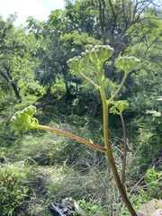 Psacalium peltigerum