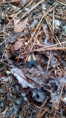 Pyromorpha dimidiata