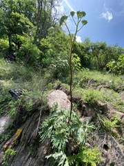 Psacalium peltigerum