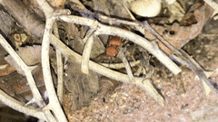 Pseudomethoca oceola