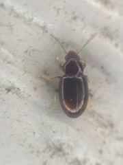Elaphropus