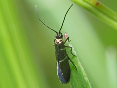 Micropterix aruncella