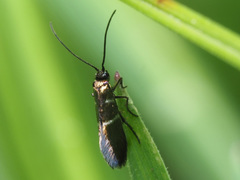 Micropterix aruncella