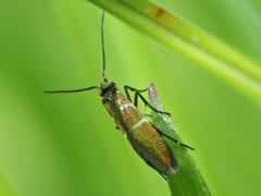 Micropterix aruncella