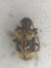 Ptinus texanus