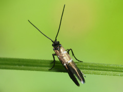 Micropterix aruncella