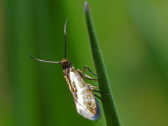 Micropterix aruncella