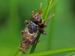 Myopa buccata