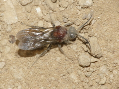 Physetopoda
