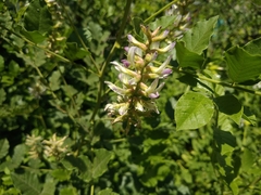 Glycyrrhiza