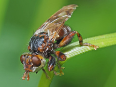 Myopa buccata