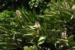 Alpinia koshunensis