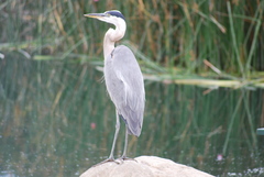 Ardea herodias