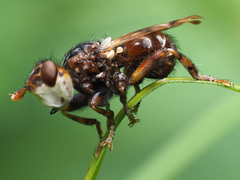 Myopa buccata