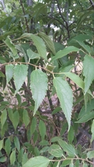 Celtis australis