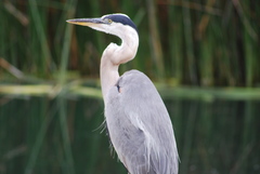 Ardea herodias