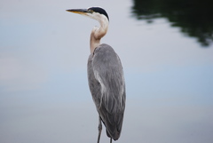 Ardea herodias