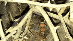 Pseudomethoca oceola