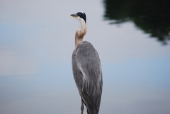 Ardea herodias