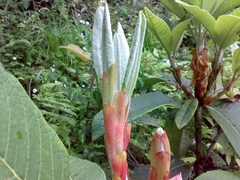 Rhododendron kesangiae