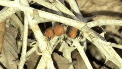 Pseudomethoca oceola