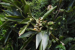 Alpinia koshunensis