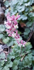 Heuchera elegans