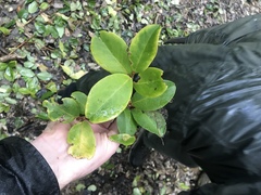 Myrsine chathamica