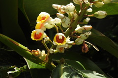Alpinia koshunensis