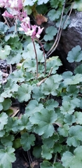 Heuchera elegans