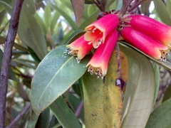 Rhododendron keysii