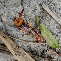 Labidura riparia