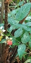 Rubus cardotii
