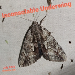 Catocala insolabilis