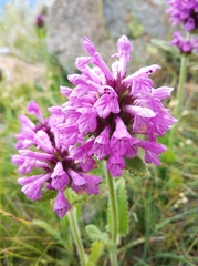 Betonica officinalis