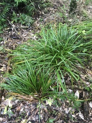 Carex ventosa