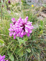 Betonica officinalis