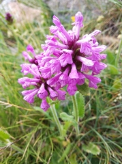 Betonica officinalis