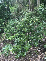 Myrsine chathamica