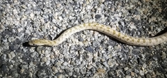 Arizona elegans eburnata