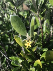 Corokia macrocarpa