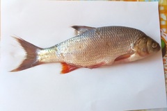 Leuciscus idus