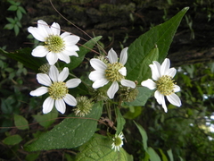 Montanoa frutescens