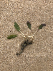 Halophila