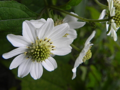 Montanoa frutescens
