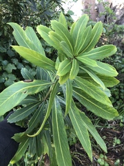 Pseudopanax chathamicus