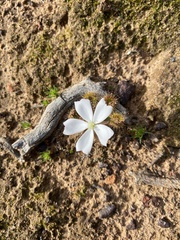 Drosera schmutzii